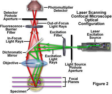 奥林巴斯共聚焦显微镜原理和优点
